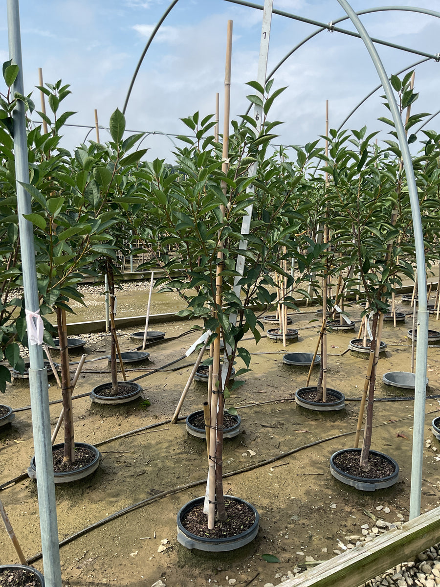 Prunus cerasus 'Montmorency'