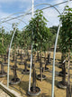 Prunus 'Fruit Black Tartarian'