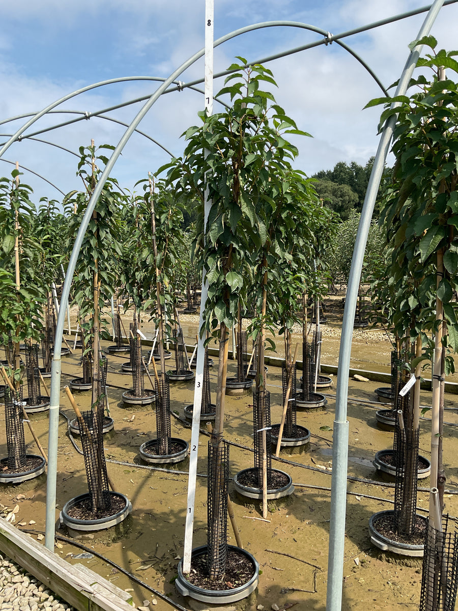 Prunus 'Fruit Black Tartarian'