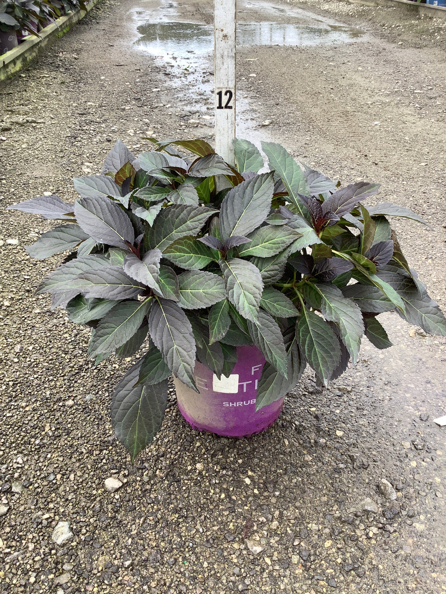 Hydrangea macrophylla 'Eclipse'