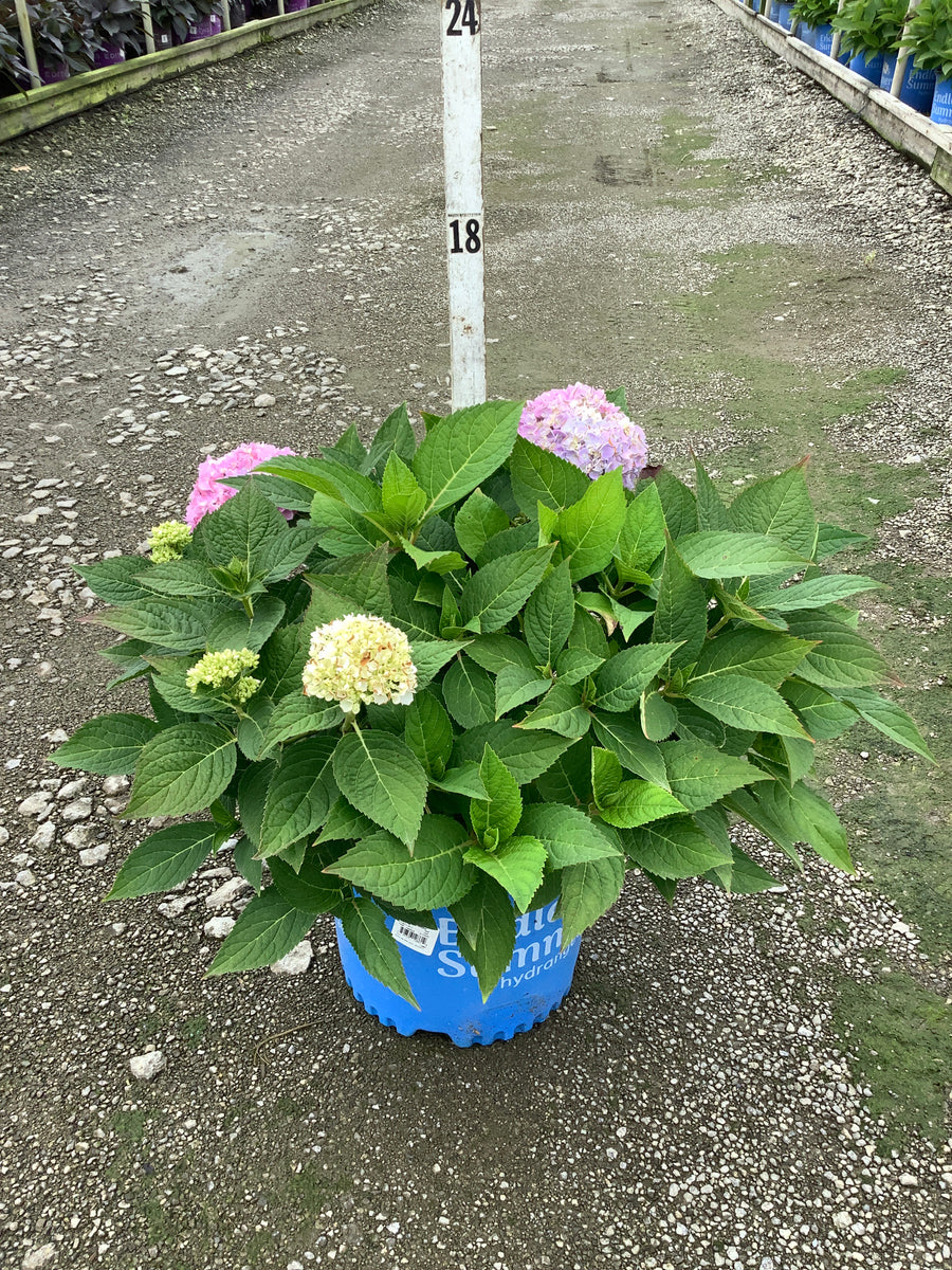 Hydrangea macrophylla 'Bailmer'