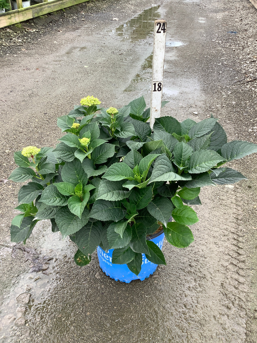 Hydrangea macrophylla 'Summer Crush'