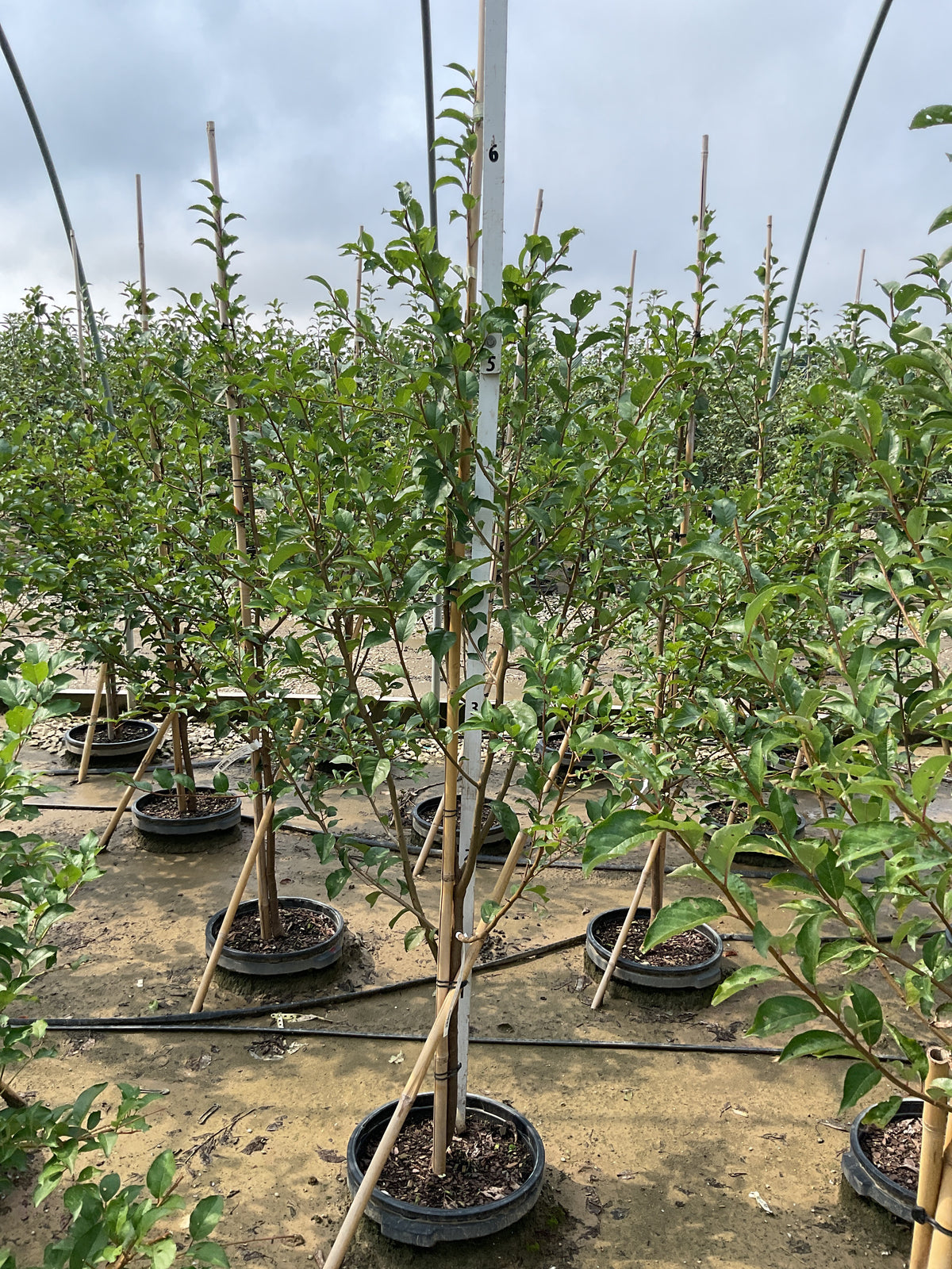 Prunus 'Fruit Santa Rosa Jap. Plum'