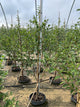 Prunus 'Fruit Santa Rosa Jap. Plum'