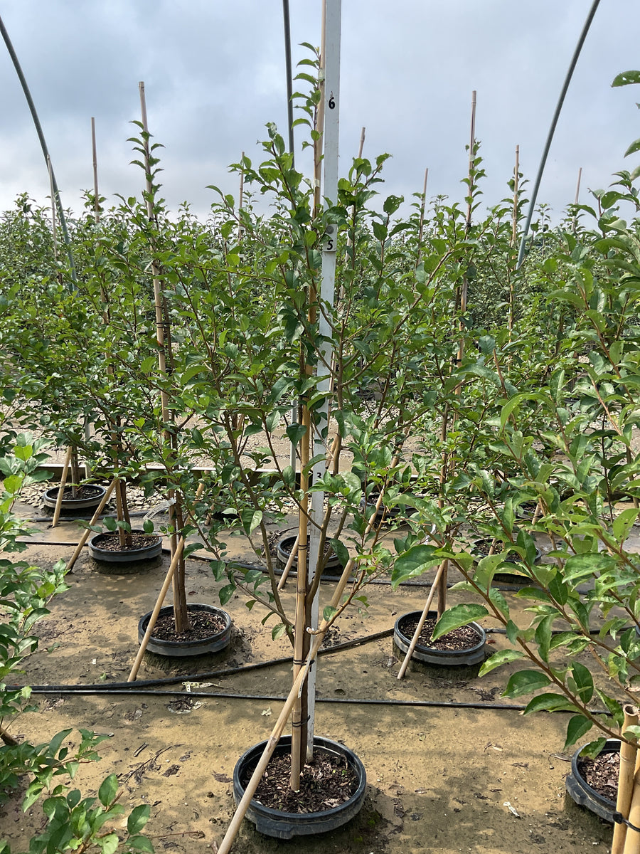 Prunus 'Fruit Santa Rosa Jap. Plum'
