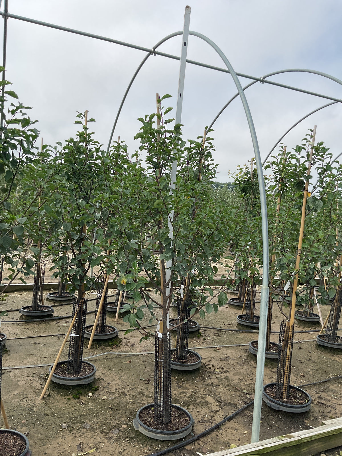 Prunus domestica 'Stanley'