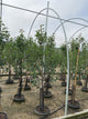 Prunus domestica 'Stanley'