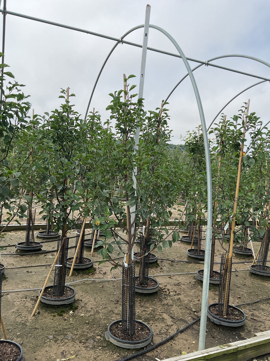 Prunus domestica 'Stanley'