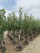 Malus 'Fruit Cortland'