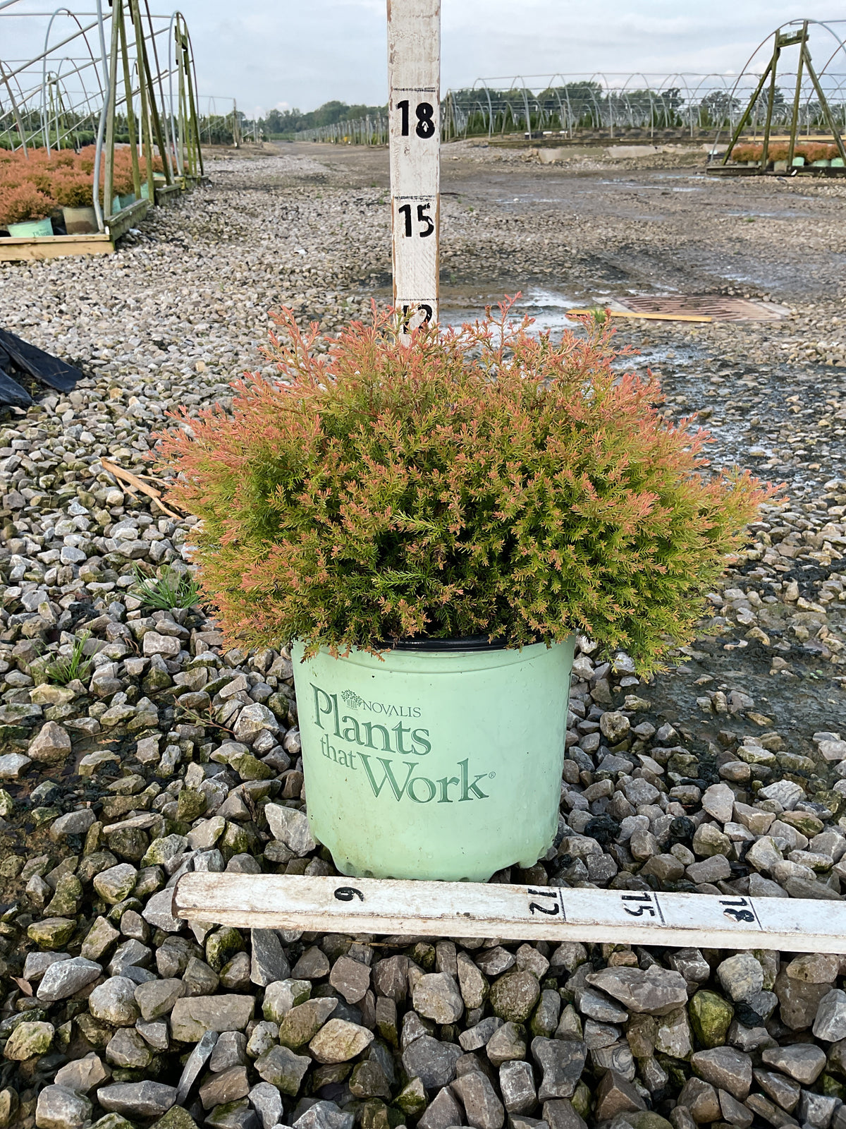 Thuja occidentalis 'Congabe'