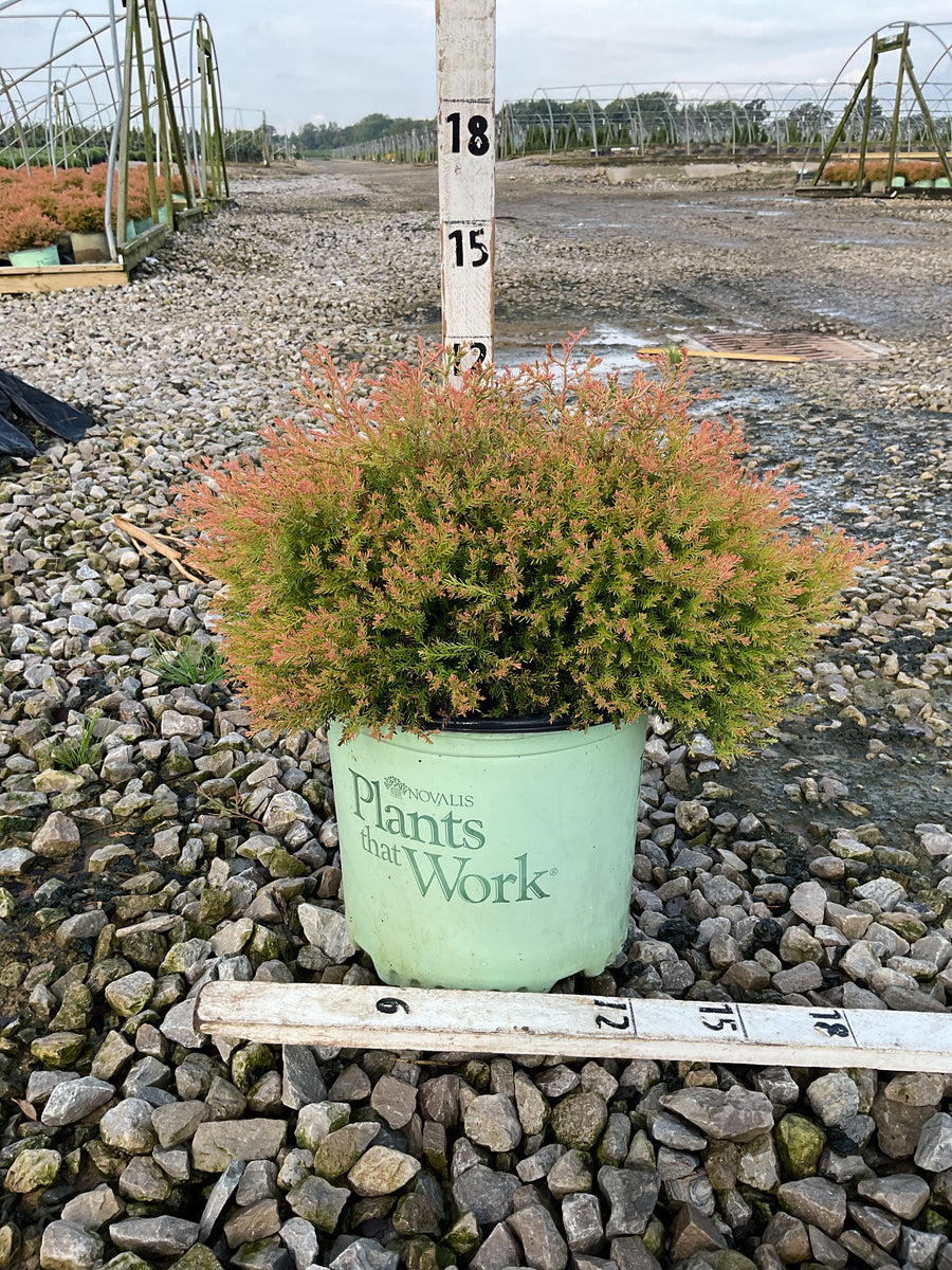 Thuja occidentalis 'Congabe'
