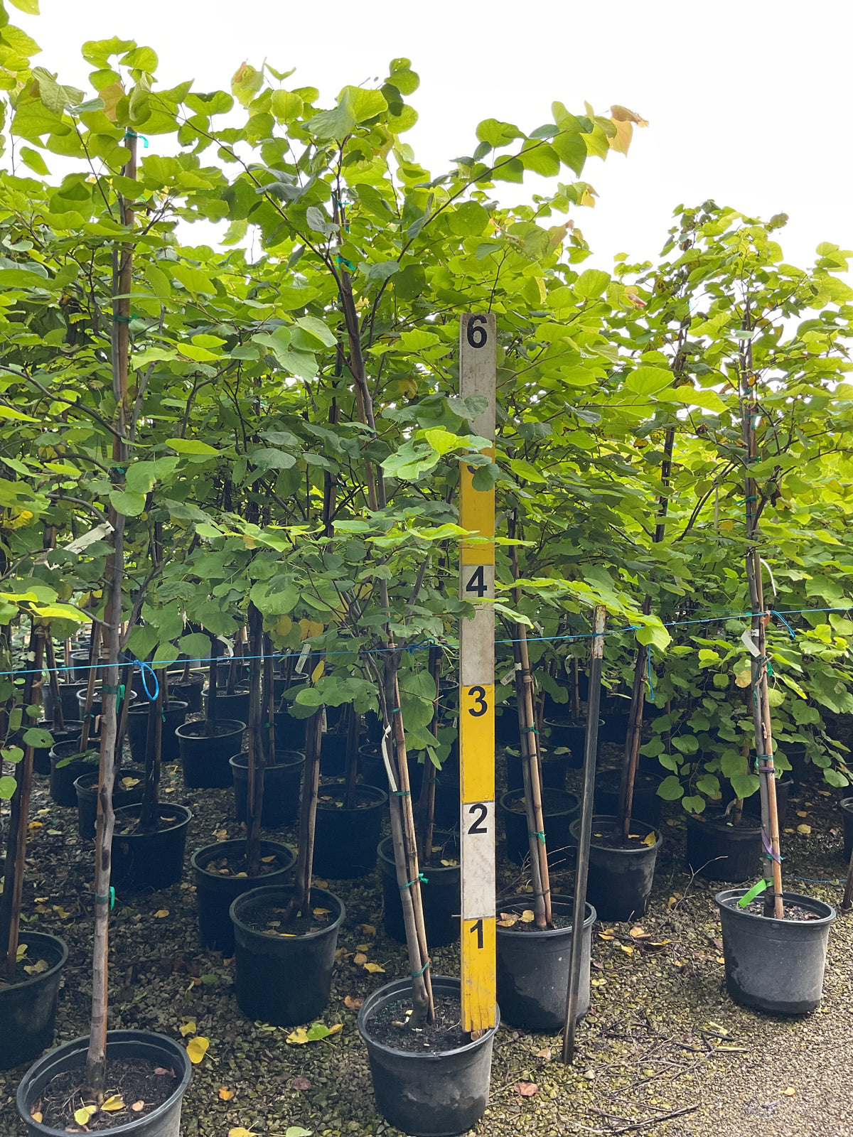 Cercis canadensis 'Hearts of Gold'