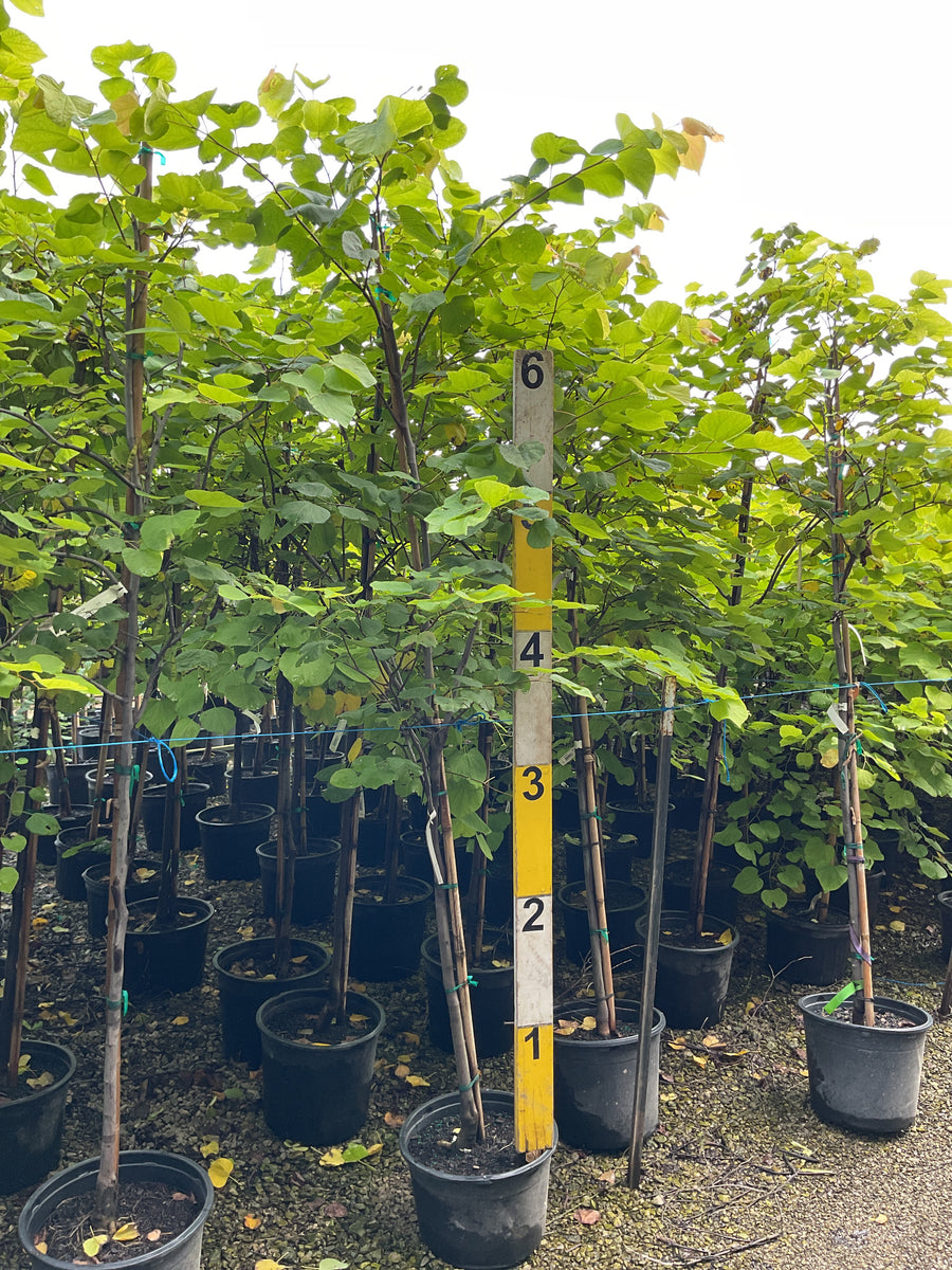 Cercis canadensis 'Hearts of Gold'