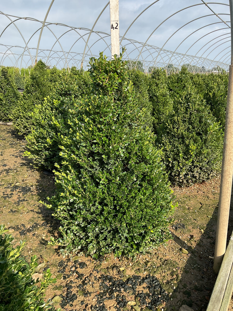 Buxus x 'Cranberry Creek'