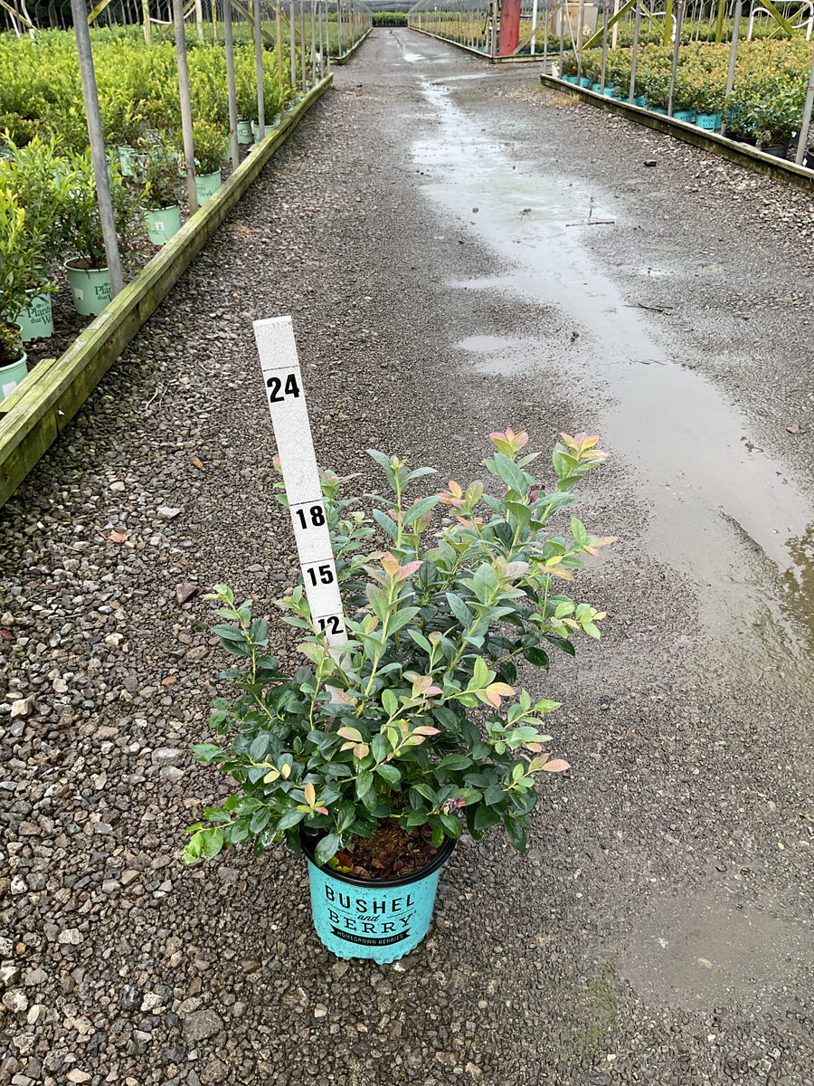 Vaccinium 'Pink Icing'