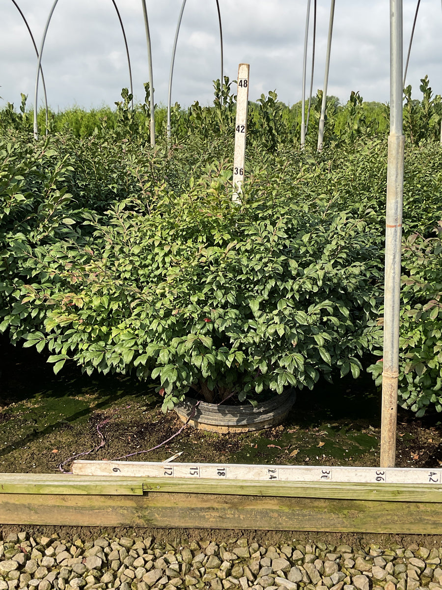 Euonymus alatus 'Compactus'