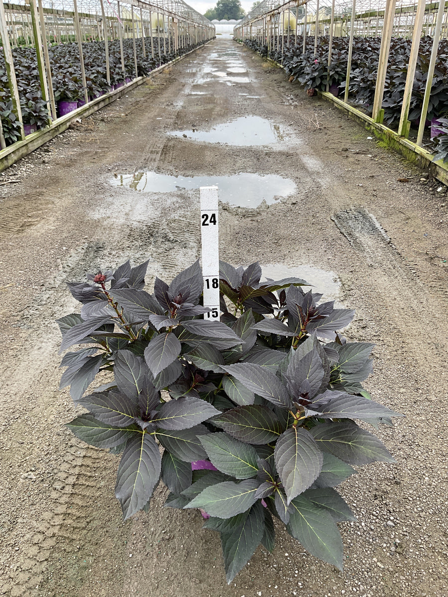 Hydrangea macrophylla 'Eclipse'