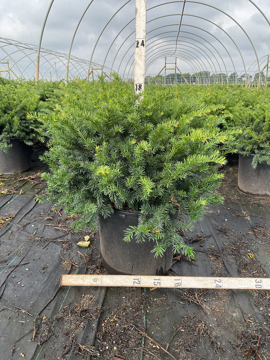 Taxus baccata 'Repandens'