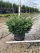 Taxus x media 'Everlow'