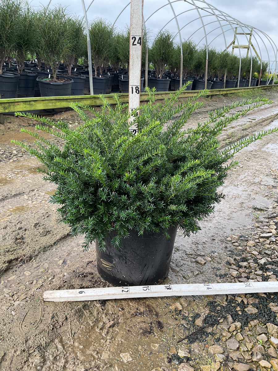 Taxus x media 'Everlow'