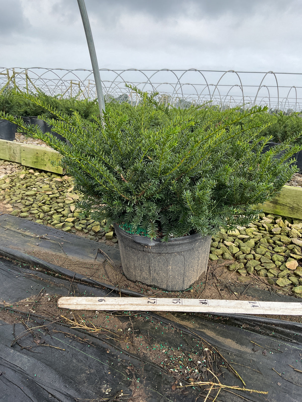 Taxus x media 'Everlow'