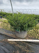 Taxus x media 'Everlow'
