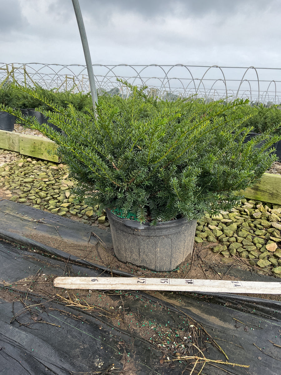 Taxus x media 'Everlow'