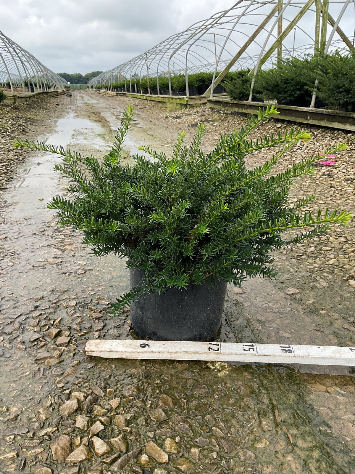 Taxus x media 'Everlow'