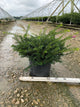 Taxus x media 'Everlow'