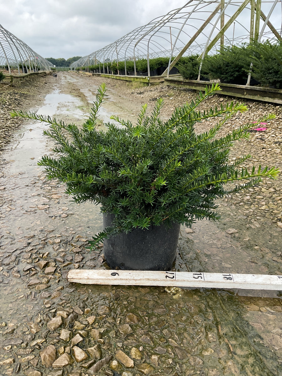 Taxus x media 'Everlow'
