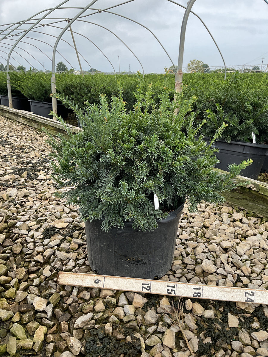 Taxus baccata 'Repandens'
