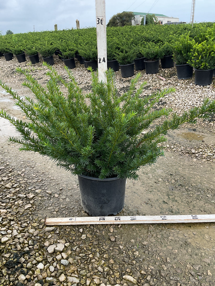 Taxus x media 'Densiformis'