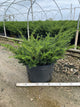Taxus x media 'Everlow'