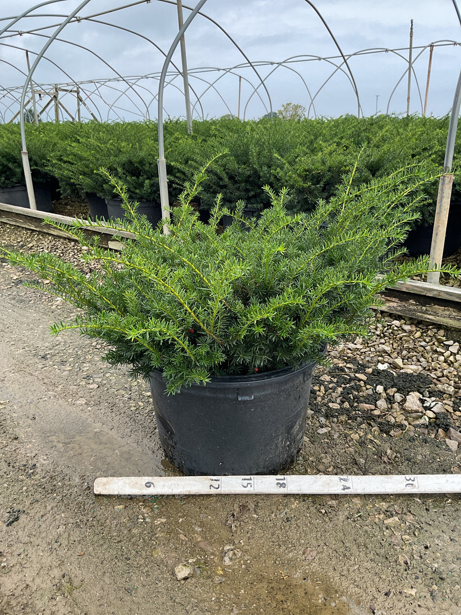 Taxus x media 'Everlow'