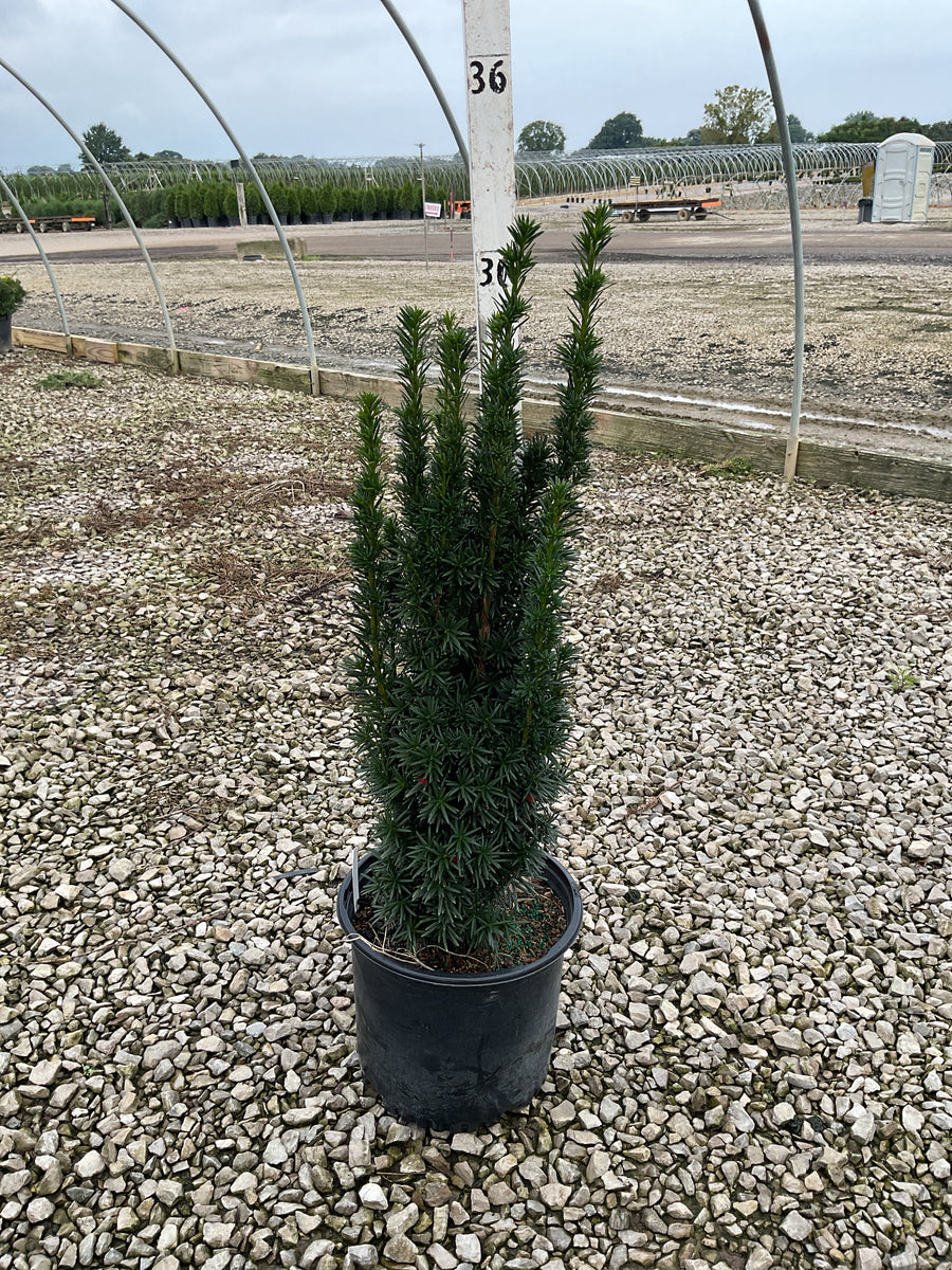 Taxus media 'Beanpole'