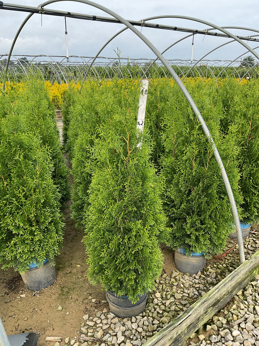 Thuja occidentalis Private Jet  'King of Brabant'