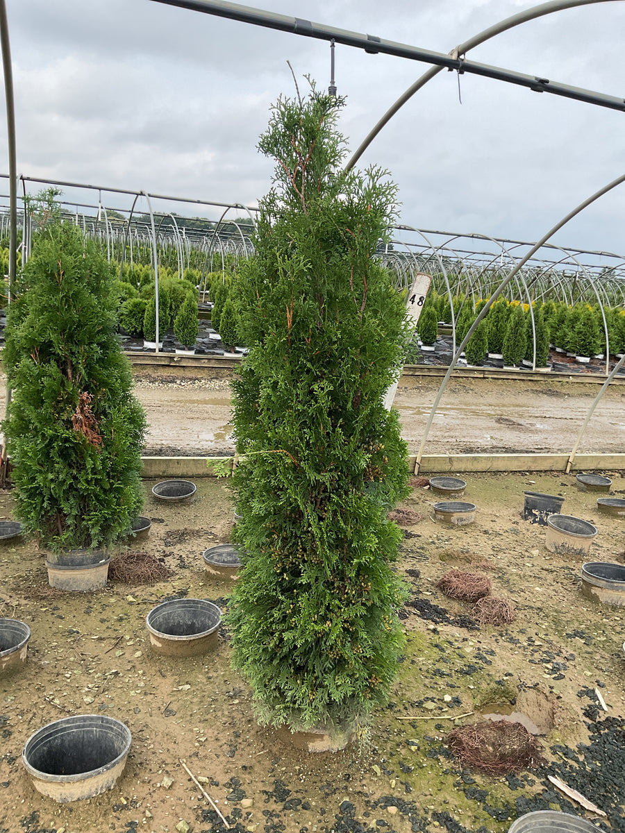 Thuja occidentalis 'Thin Man'