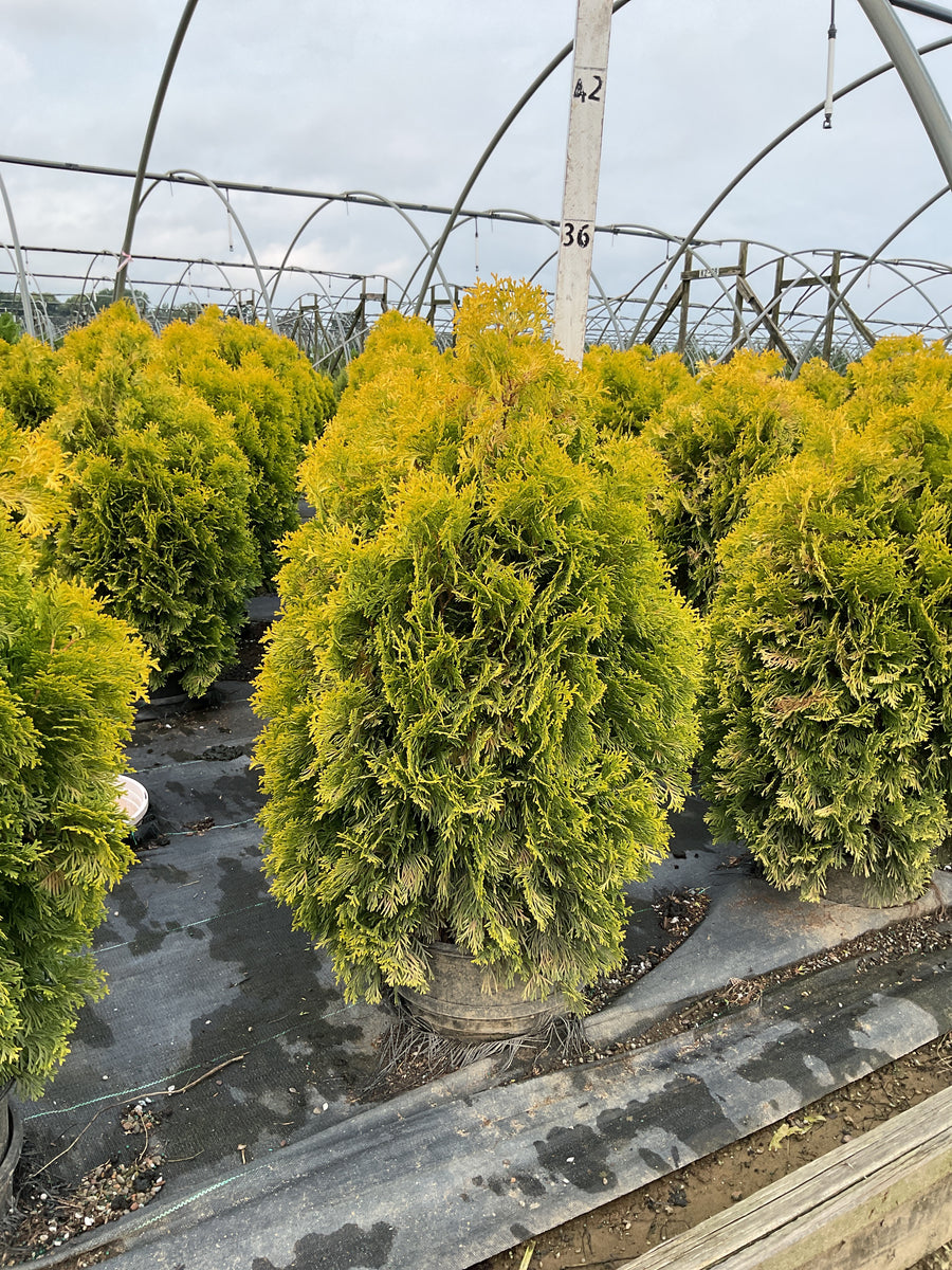 Thuja occidentalis 'Jantar'