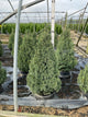 Picea glauca 'Conica'