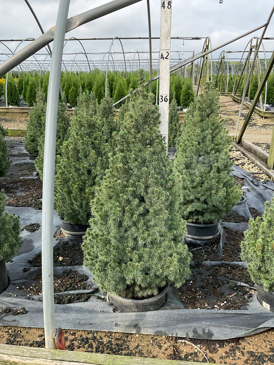Picea glauca 'Conica'