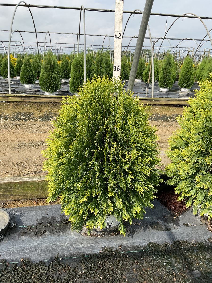 Thuja occidentalis 'Cheer Drops'
