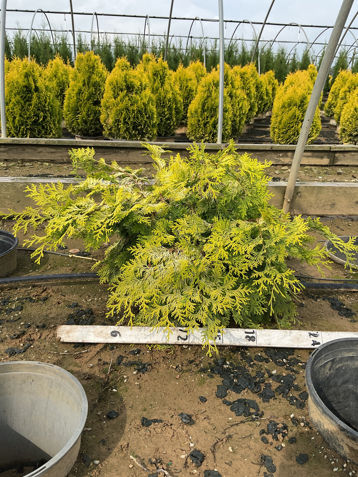 Chamaecyparis obtusa 'Crippsii'