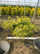 Chamaecyparis obtusa 'Crippsii'