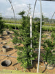 Chamaecyparis obtusa