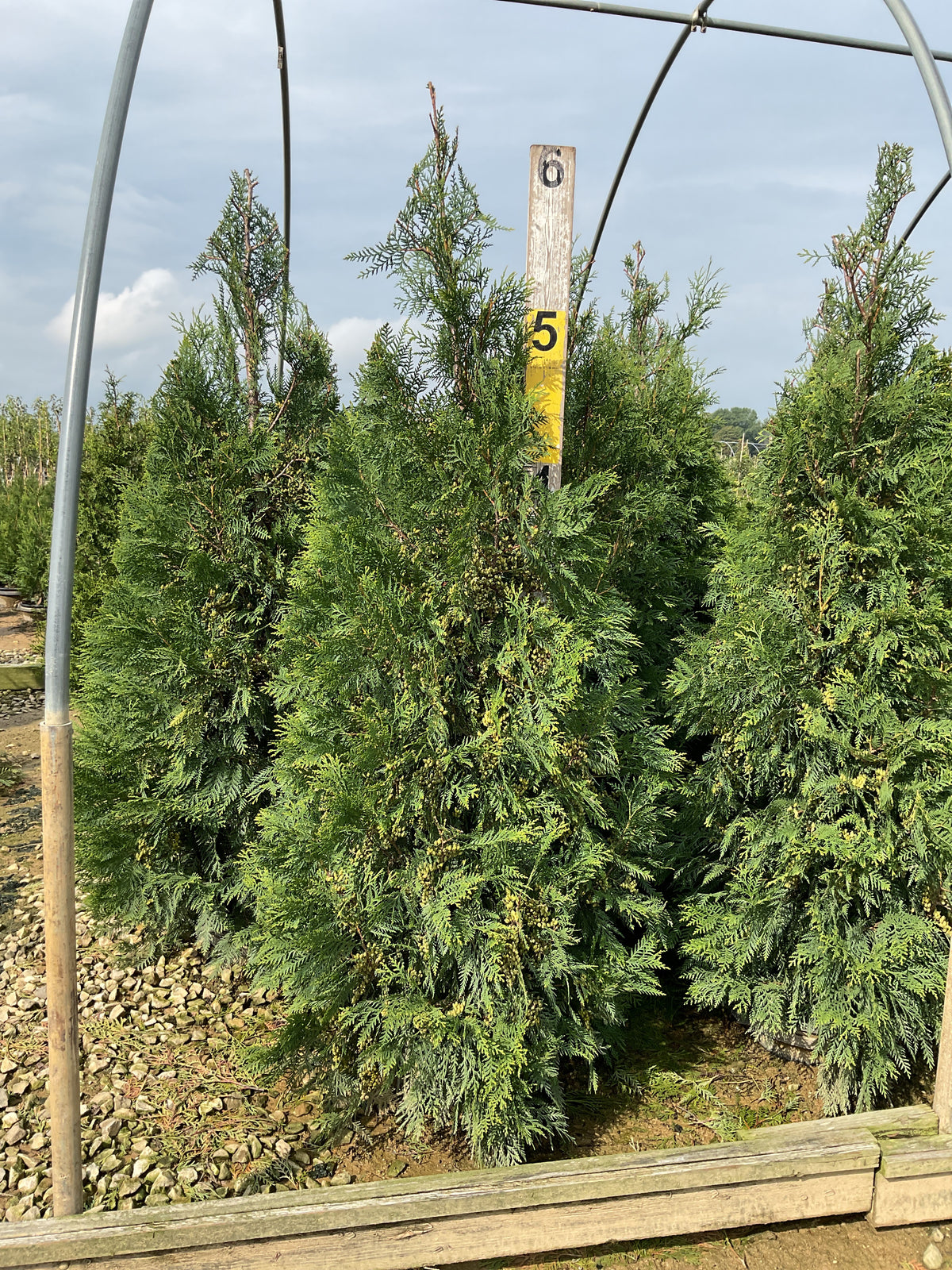 Thuja occidentalis 'Wintergreen'