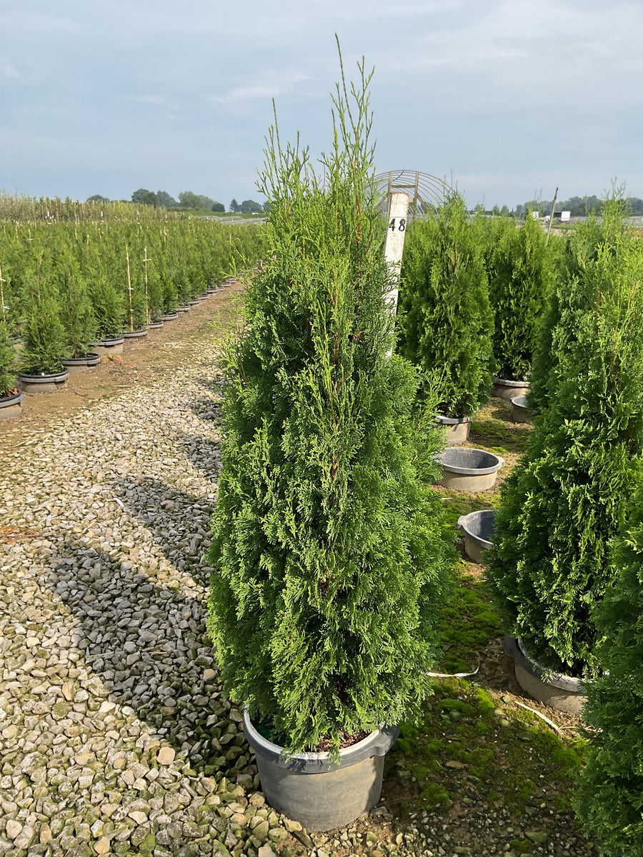 Thuja occidentalis 'Art Boe'