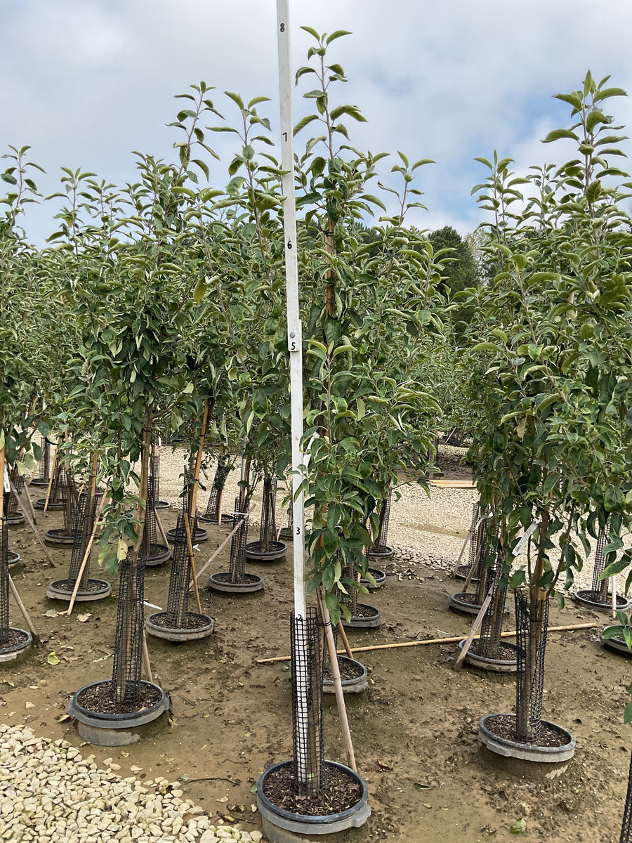 Malus 'Fruit Granny Smith'