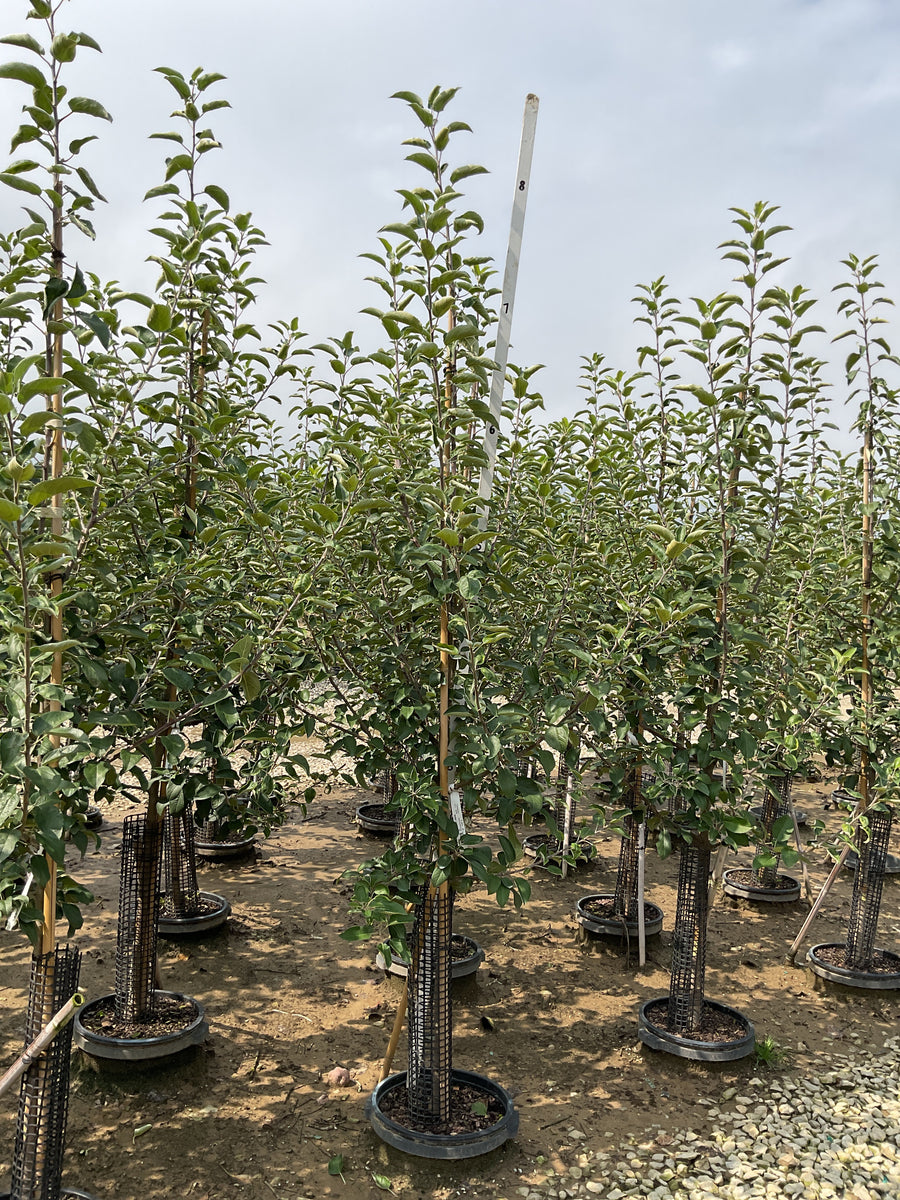 Malus 'Fruit Empire'