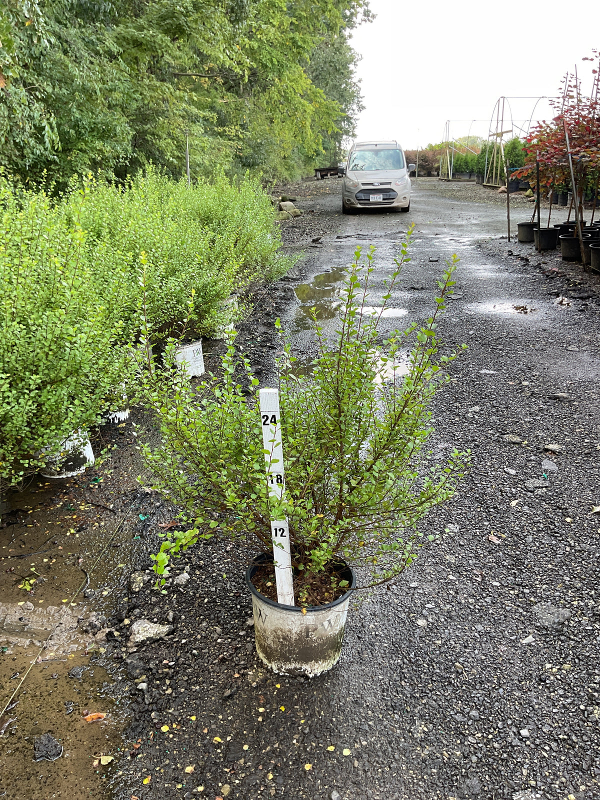 Betula platyphylla 'Cesky Gold'
