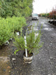 Betula platyphylla 'Cesky Gold'
